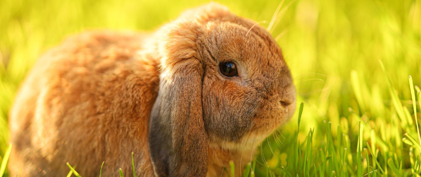 Dwarf lop shop ear