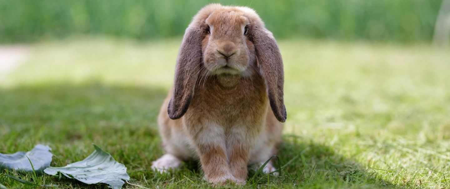 Giant french deals lop rabbit