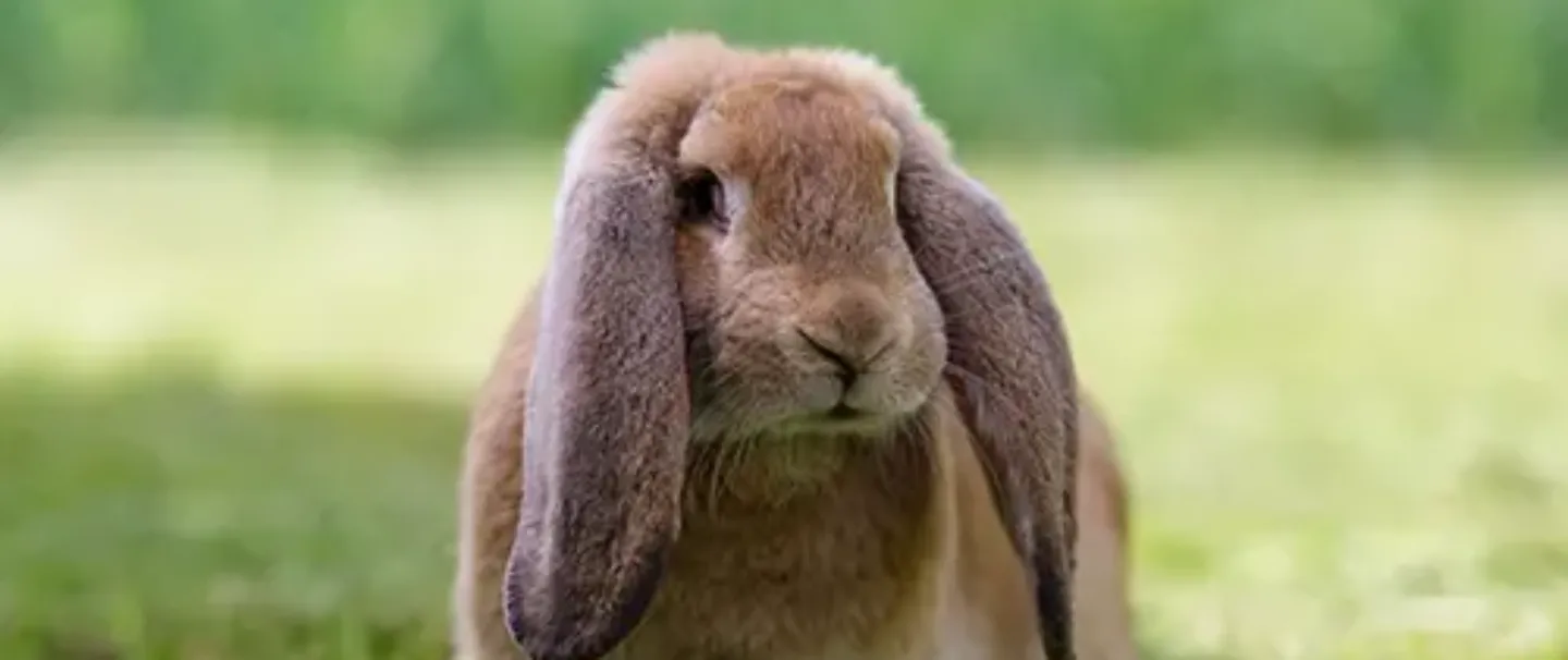 Pet Insurance Cover And Quotes Everypaw