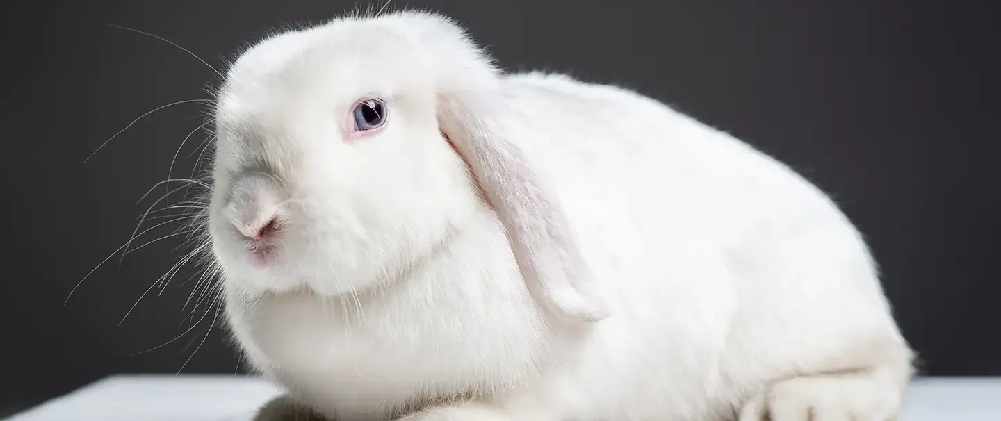 German lop rabbit 2025