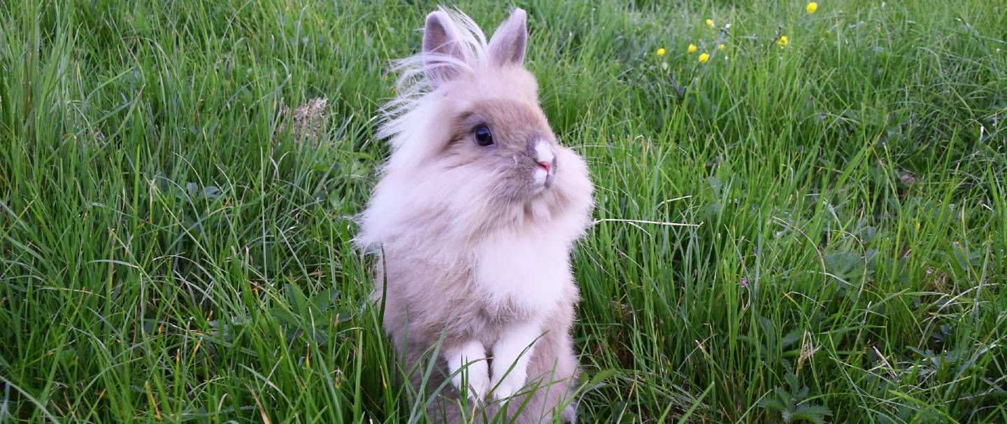 Lionhead Rabbit Insurance and Health Advice Everypaw