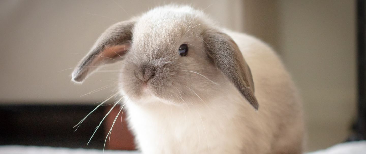 Mini lop rabbits information hotsell