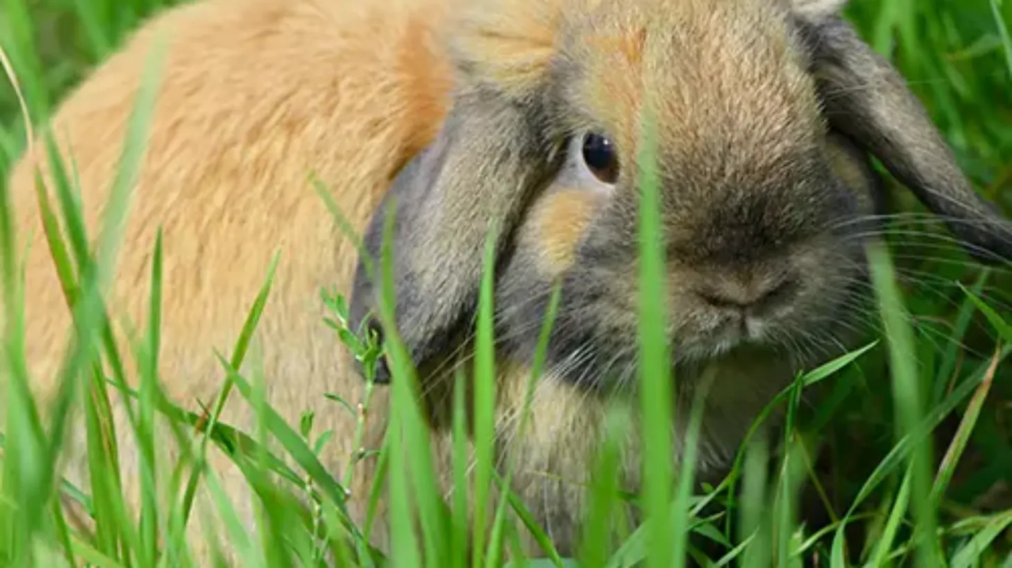 Miniatyr Lop Bunnies - Mini Lop Rabbit First Aid
