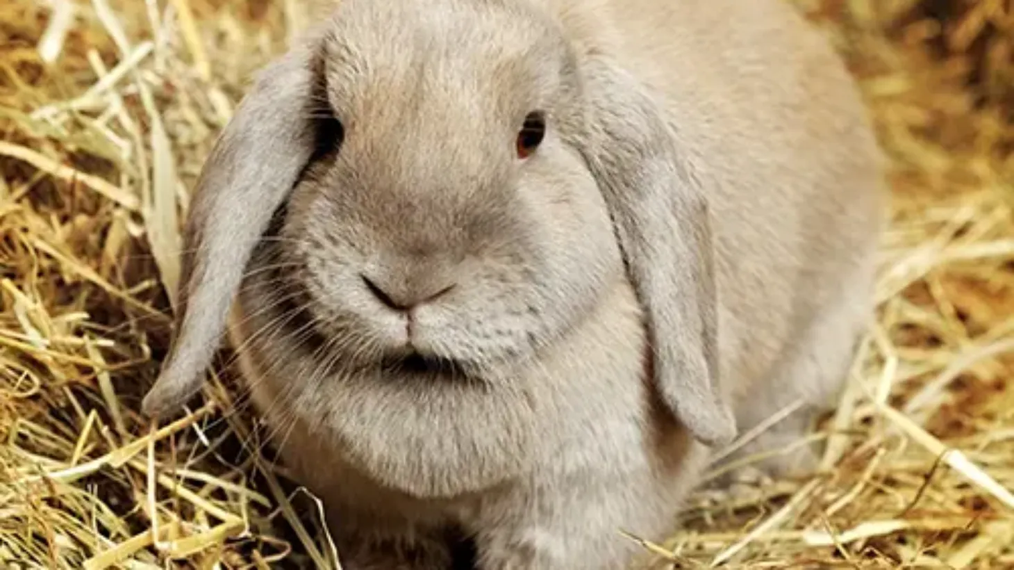 Picture of Mini Lop Full Grown