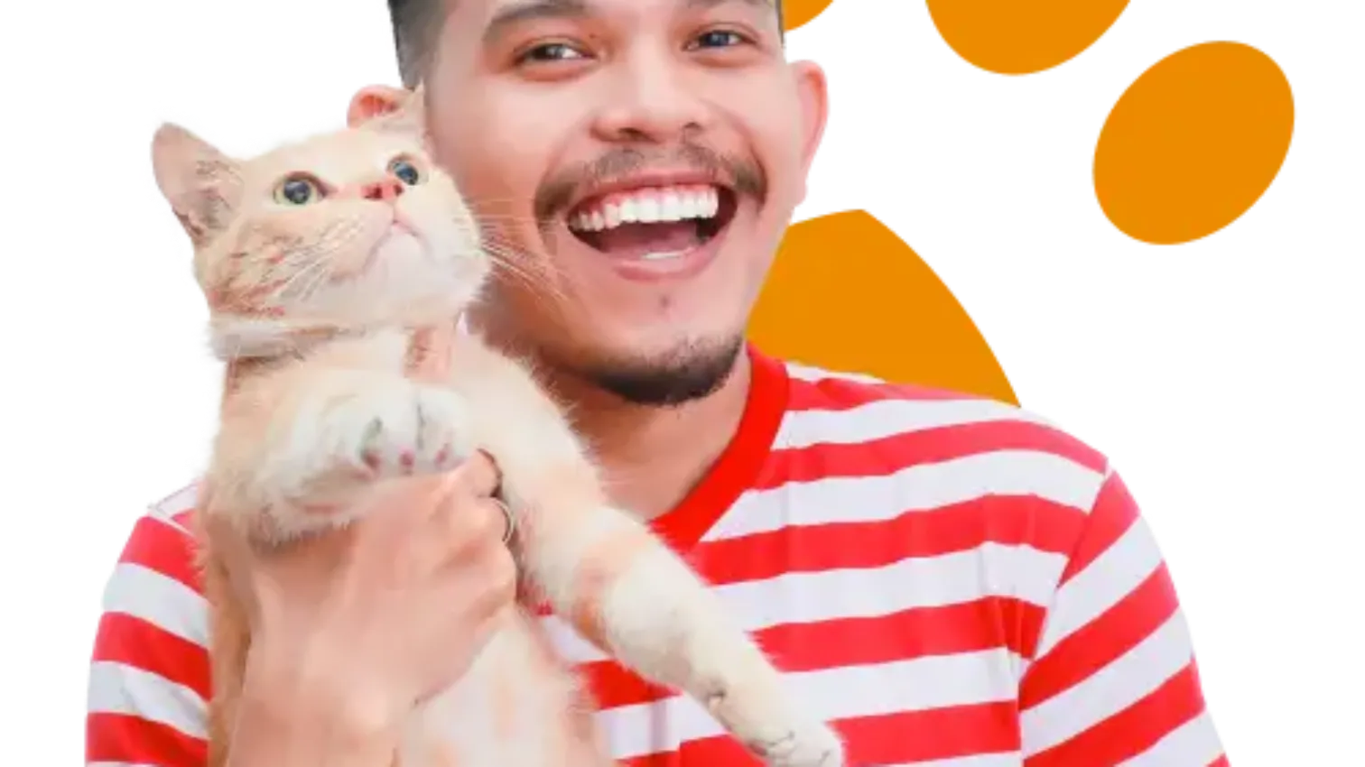 Pet Insurance Senior Cat: Essential Protection Guide