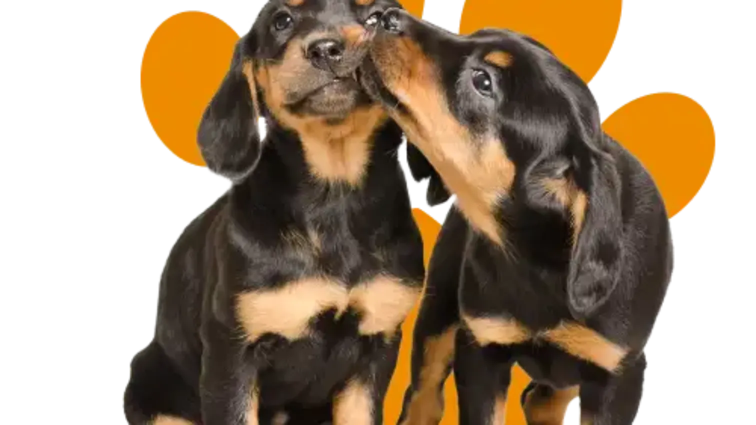 Dog Life Insurance: Protect Your Pup's Future