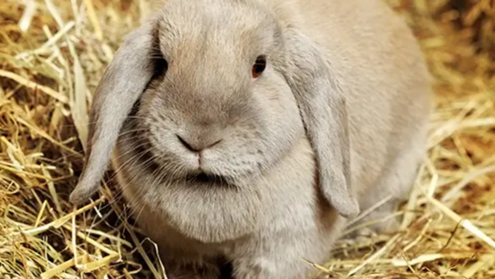 View of Miniatyr Lop Bunnies