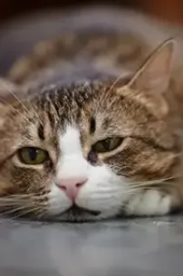How to Help Cat Separation Anxiety