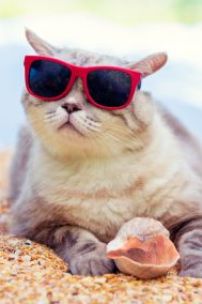 How to Keep Cats Cool in Summer