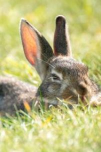 How to Keep Rabbits Cool in Summer