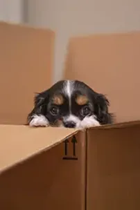 Should I Get Another Pet?