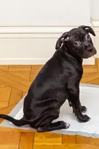 How to Toilet Train a Puppy
