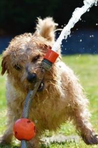 How to Keep Dogs Cool in Summer