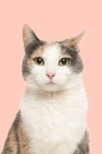 An image link for Everypaw Cat Insurance