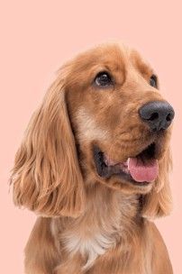An image link for Everypaw Dog Insurance
