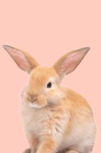 An image link for Everypaw Rabbit Insurance