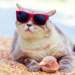 How to Keep Cats Cool in Summer