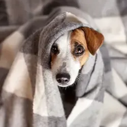 Can Dogs Get Colds?