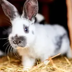 How to Understand Rabbit Body Language