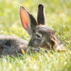 How to Keep Rabbits Cool in Summer