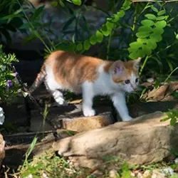 when kittens can go outside