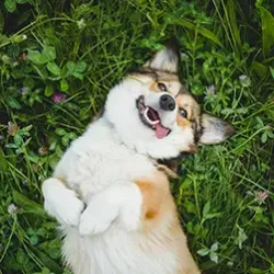 When Can Puppies Go Outside?