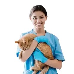 An illustration of a vet treating a dog