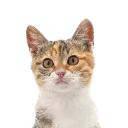 An illustration of a british shorthair cat