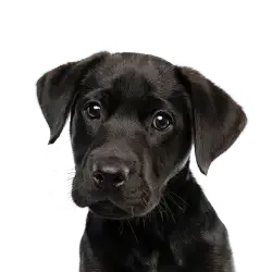 An illustration of a border collie dog