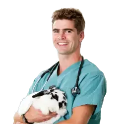 An illustration of a cat on a call with a Petcall vet