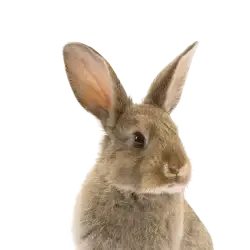An illustration of a lop-eared rabbit