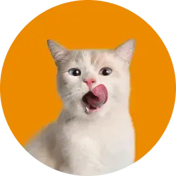 An image link for Everypaw Cat Insurance