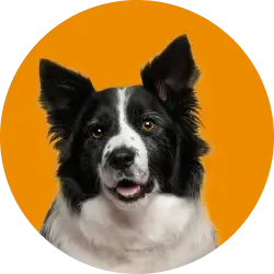 An image link for Everypaw Dog Insurance