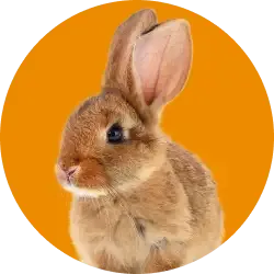 An image link for Everypaw Rabbit Insurance