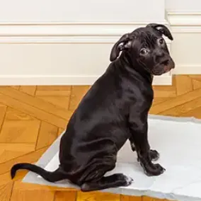How to Toilet Train a Puppy
