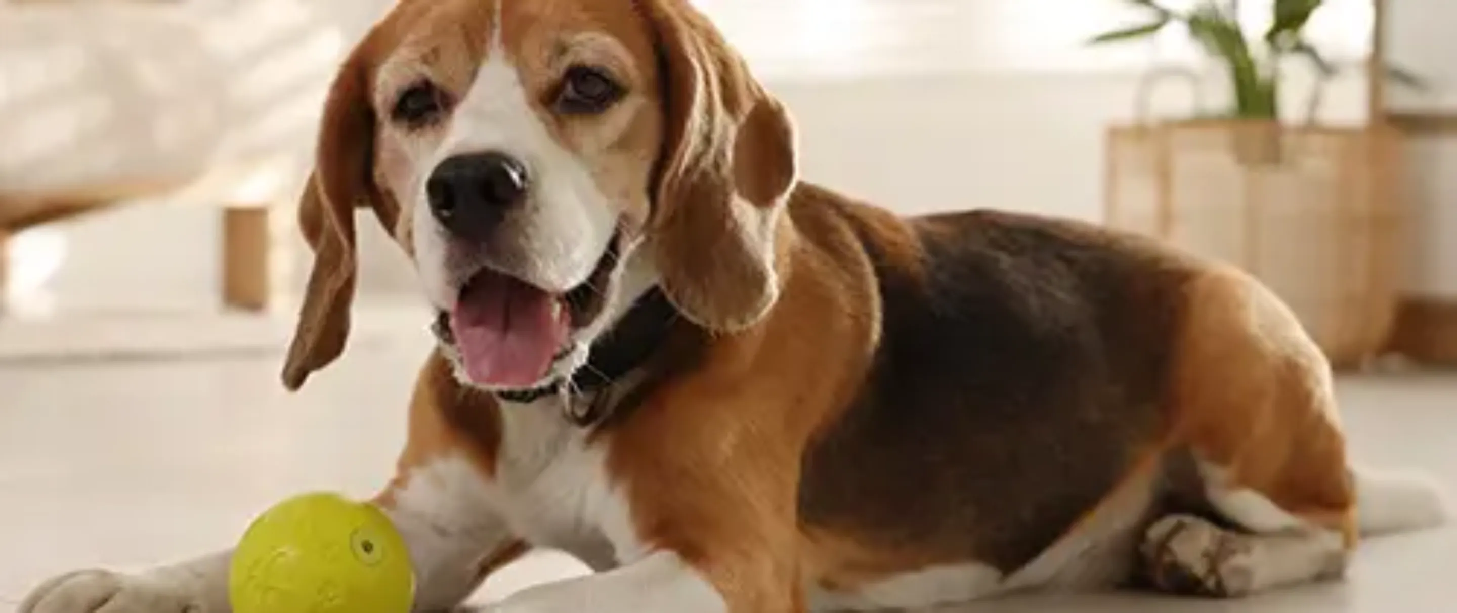 Pet Insurance Cover and Quotes Everypaw