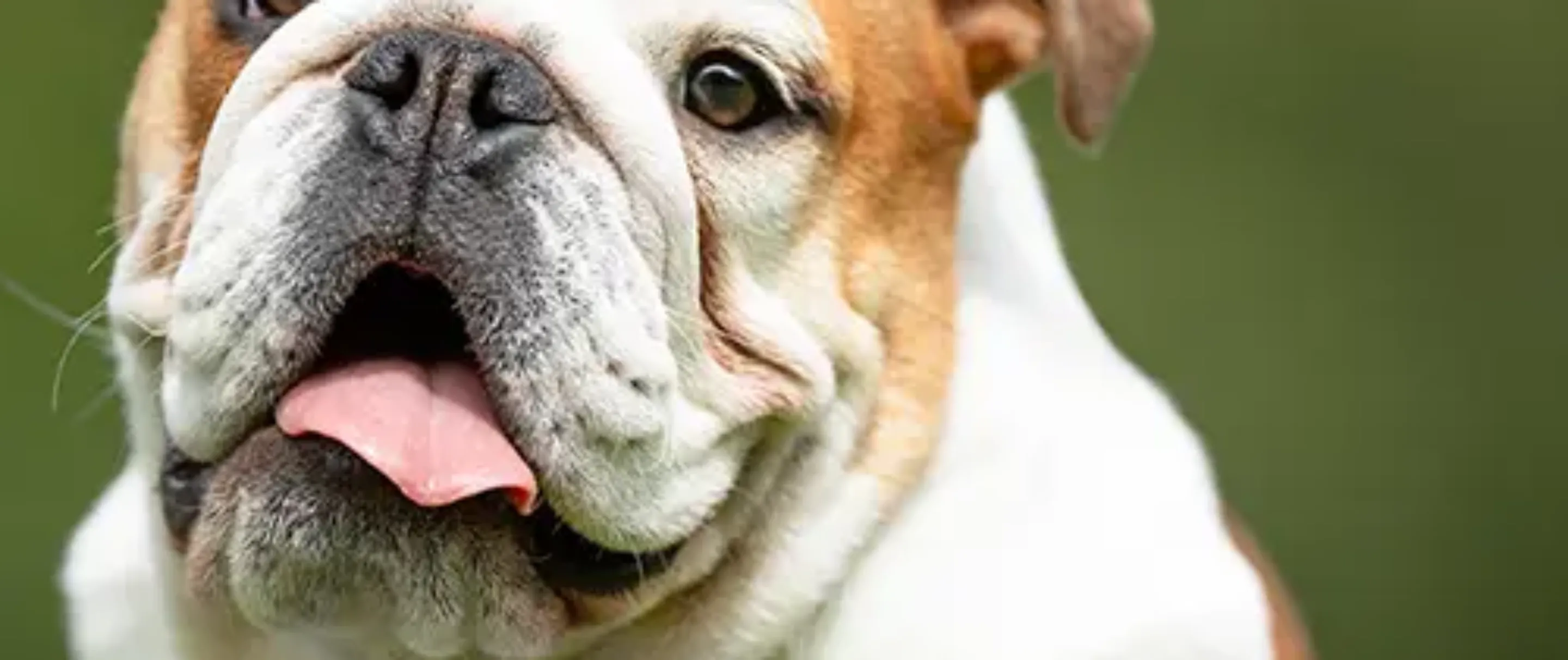 Pet Insurance Cover and Quotes Everypaw