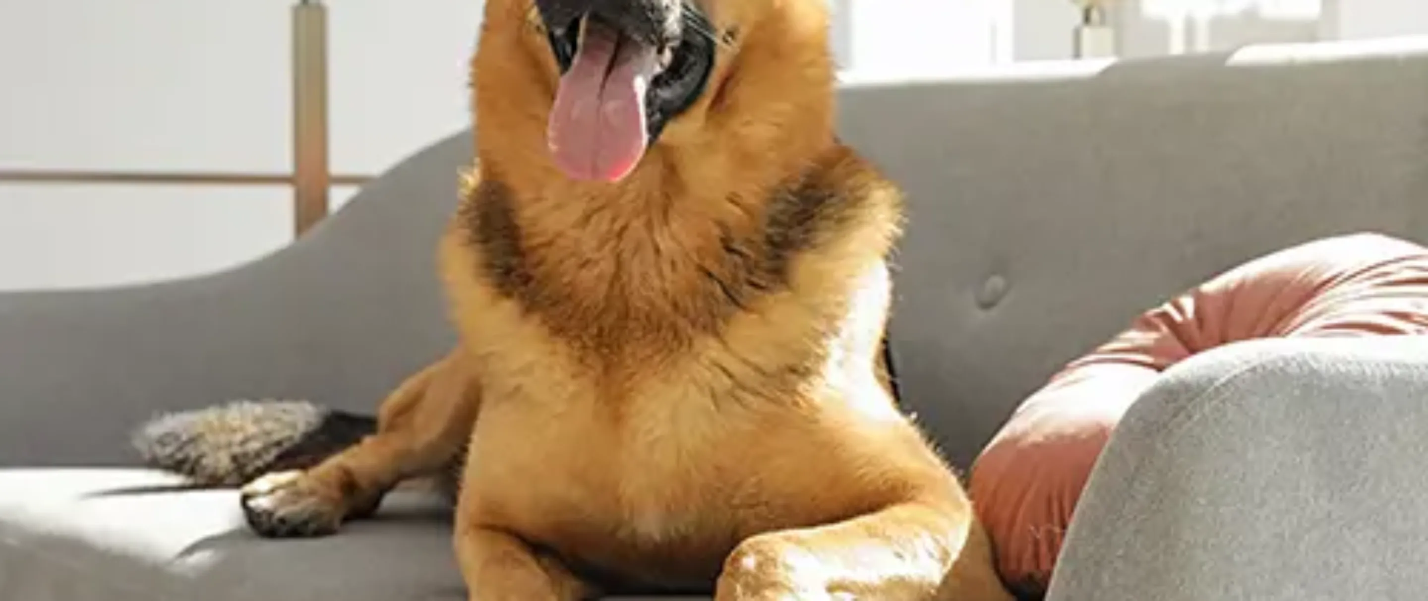 Pet Insurance Cover and Quotes Everypaw