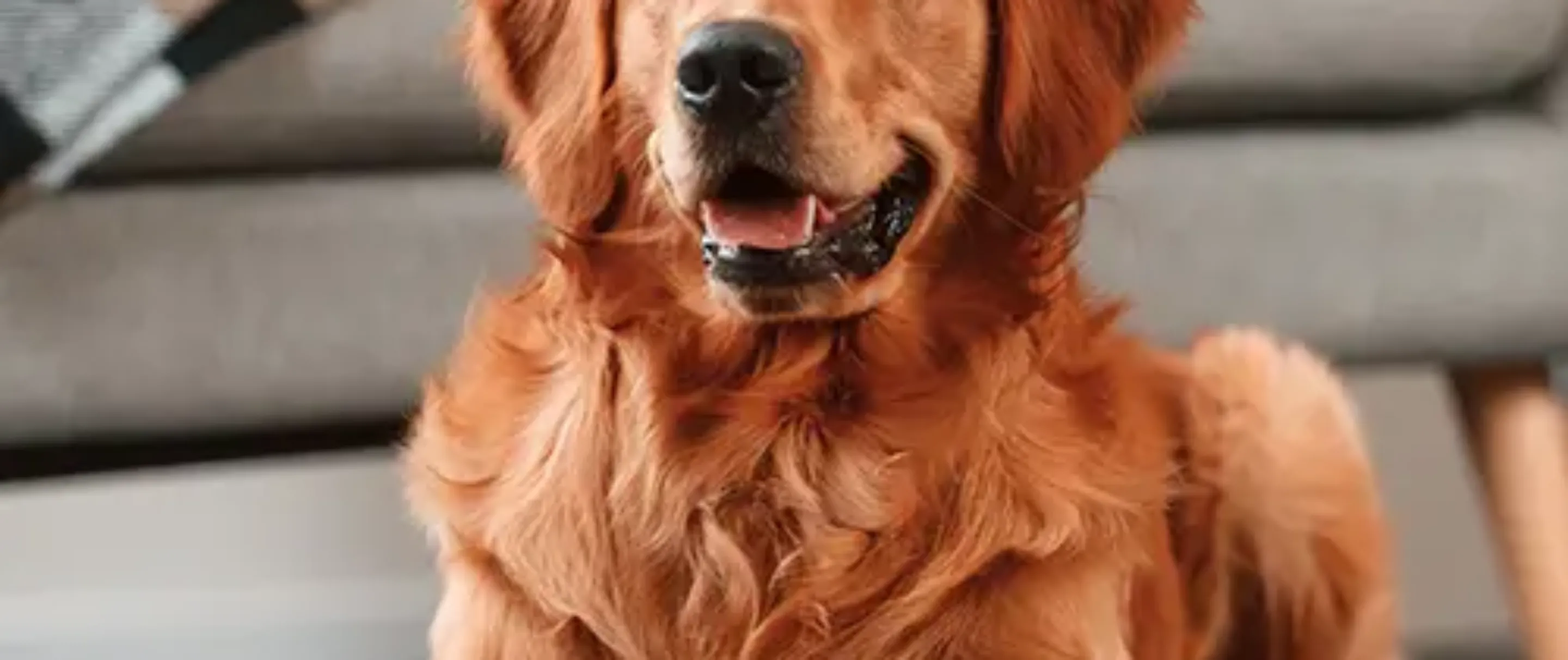 Pet Insurance Cover and Quotes Everypaw