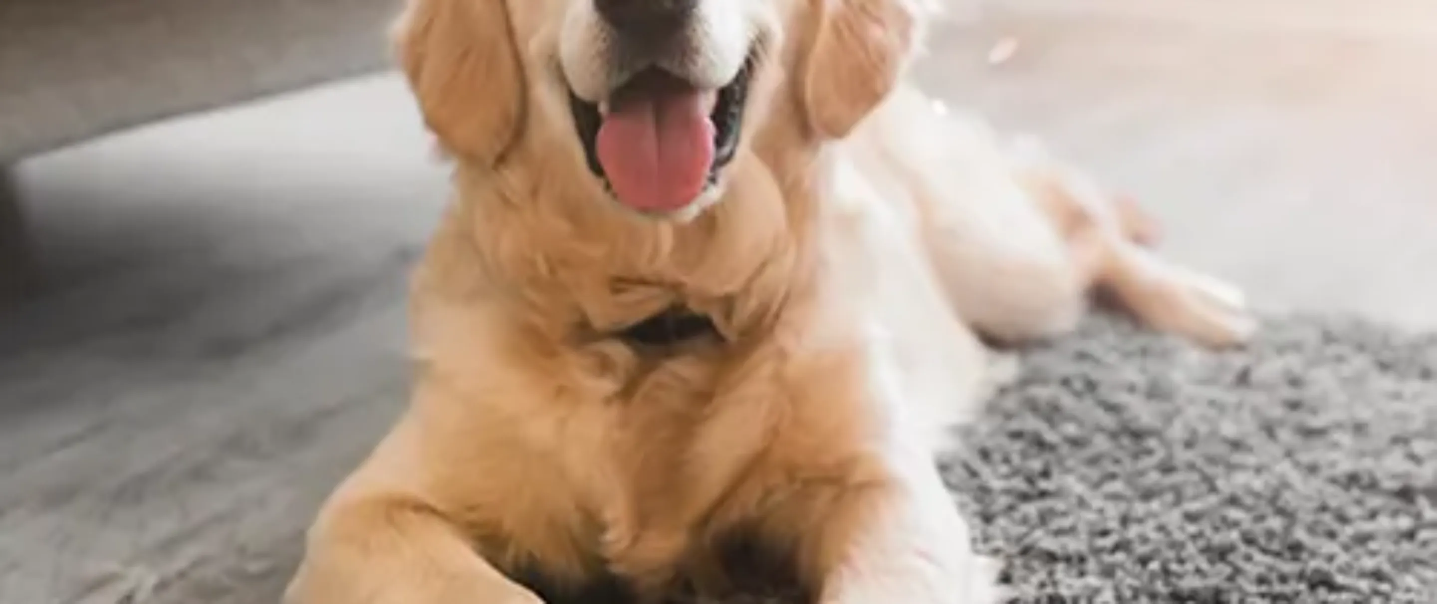 Pet Insurance Cover and Quotes Everypaw