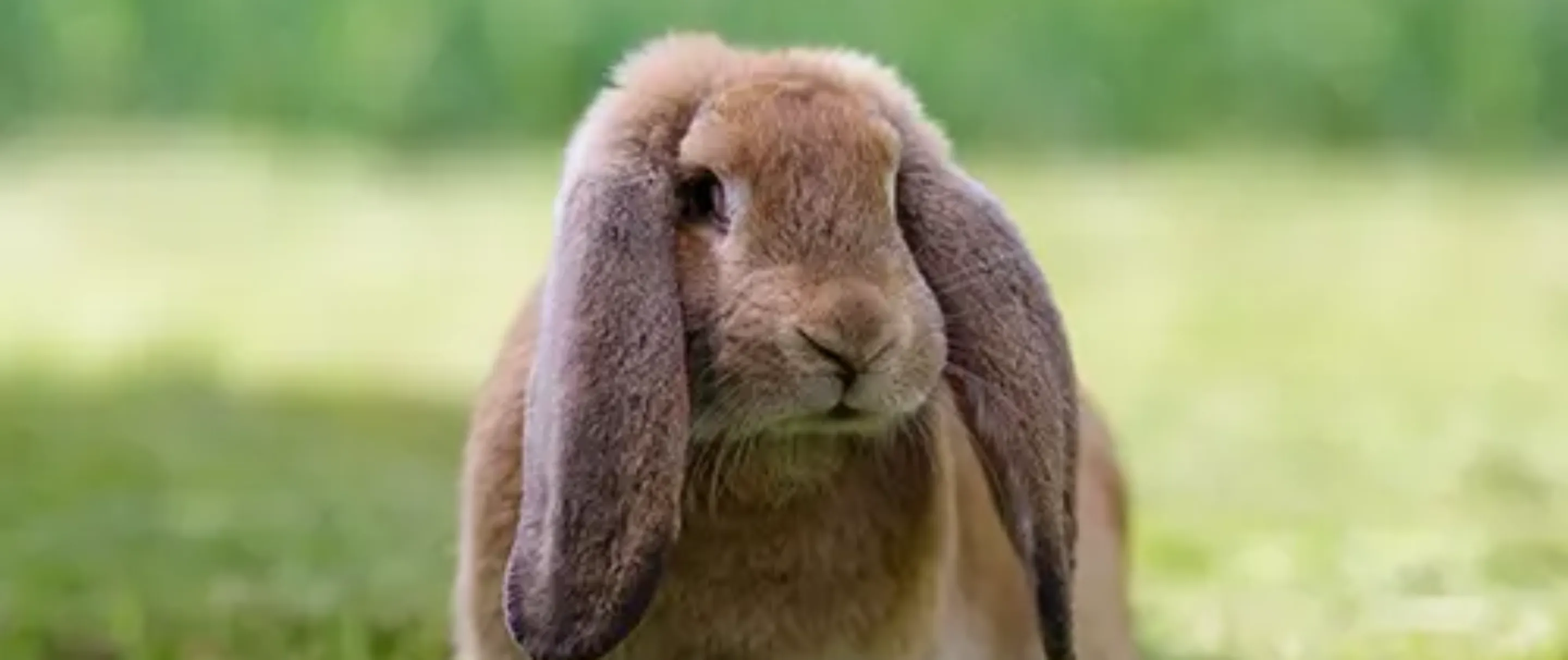 Pet Insurance Cover and Quotes | Everypaw