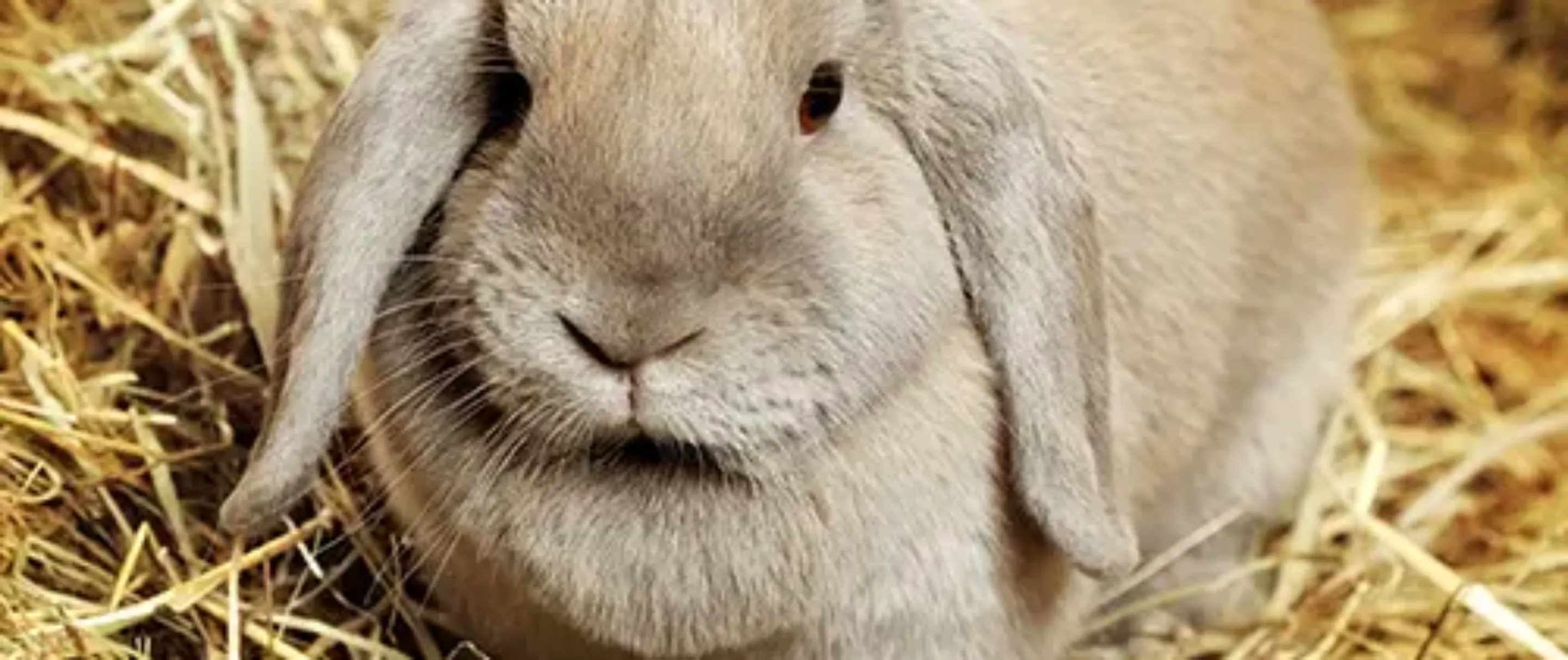 Pet Insurance Cover and Quotes Everypaw