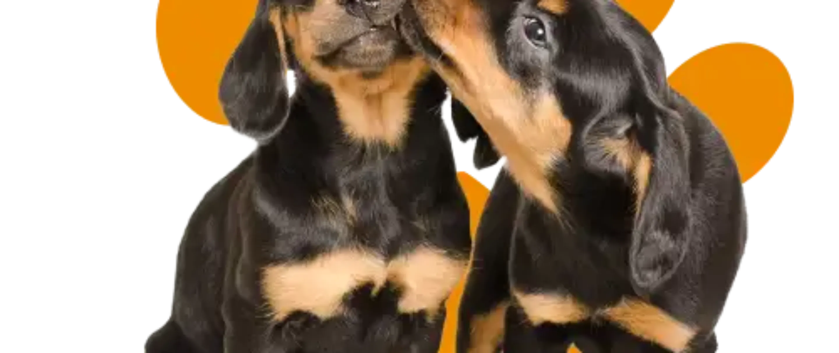 Good Dog Insurance Companies: Top Picks Revealed