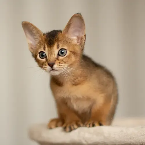 An Abyssinian kitten sitting down