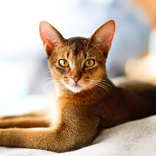 An Abyssinian lying on a sofa