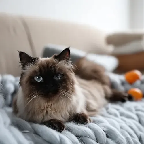 Balinese cat lying on the couch