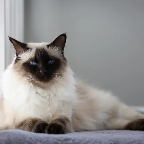 A Balinese Cat relaxing