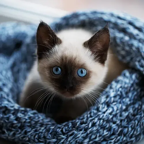 Balinese Kitten lying in a blue blanket
