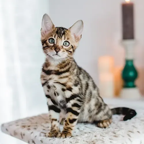Cute Bengal kitten sitting up on its scratching post platform