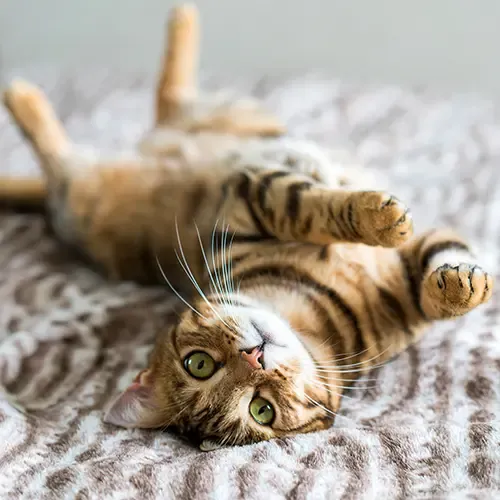 A Bengal Cat relaxing